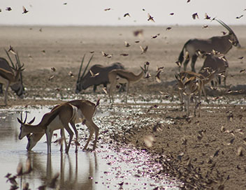 Afrique sauvage - Le Kalahari