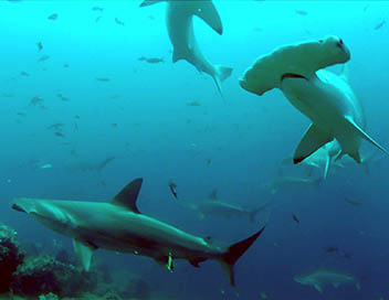 360-GEO - Cocos, l'le des requins