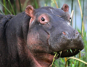 Nous, les bbs animaux - Les hippopotames