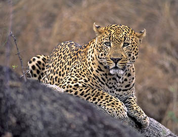 Afrique du Sud - La piste du lopard