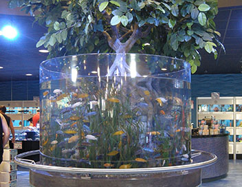 Les rois des aquariums - Un arbre dans l'aquarium !