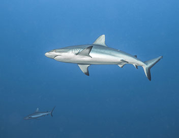 Aventures en terre animale - Le requin de Tahiti