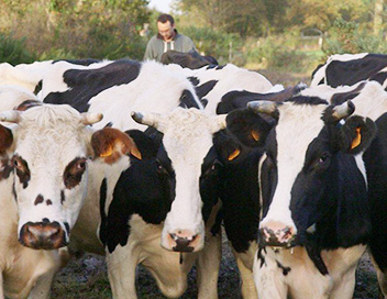 Le veau, la vache et le territoire - Petit prcis de biodynamie