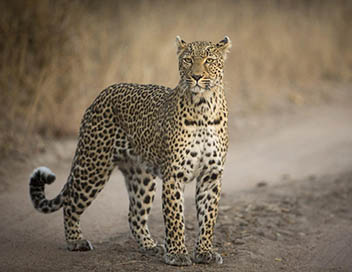Echappes belles - Afrique du Sud, la piste du lopard