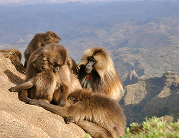 L'Afrique des paradis naturels - Ethiopie