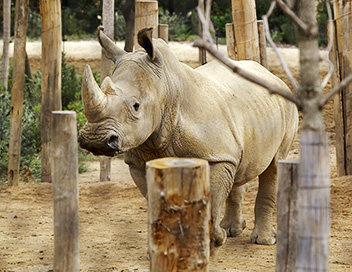 Un zoo  Paris - Un enclos pour deux rhinos