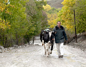Madonna, la vache qui a conquis le Caucase