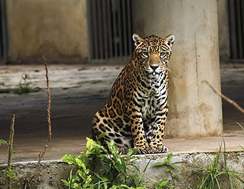 Extinctions - Le jaguar