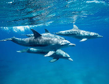 Grandeurs nature - Danse avec les dauphins