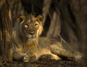 Secrets de l'Inde sauvage - Le dsert du lion