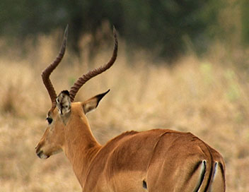 S.O.S. animaux en danger - Les dernires antilopes