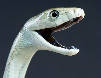 Les superpouvoirs des animaux - Les serpents