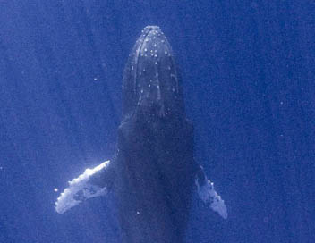 Enqute sur le chant des baleines