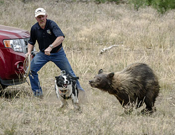 360-GEO - Les chiens traqueurs d'ours du Nevada