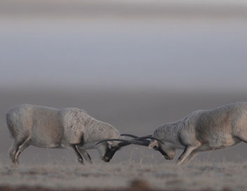 Terres sauvages en danger - L'antilope du Tibet, une course pour la vie