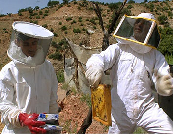 Les secrets de la ruche