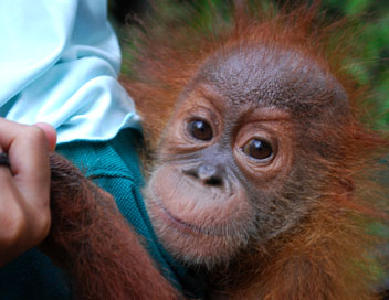 360-GEO - Les derniers orangs-outangs de Sumatra