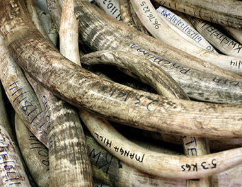 Trafic d'ivoire, la guerre perdue