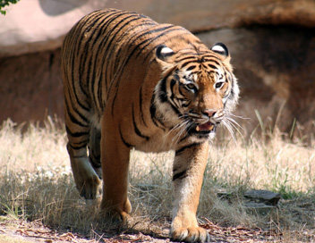 Extinctions - Le tigre