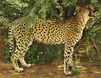 Extinctions - Le gupard