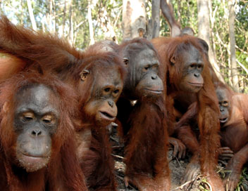 Une le pour les orangs-outans - La guerre des chefs
