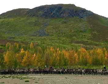 Les Samis, derniers leveurs de rennes
