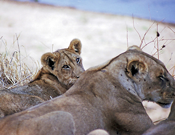 Grandeurs nature - La loi des lionnes
