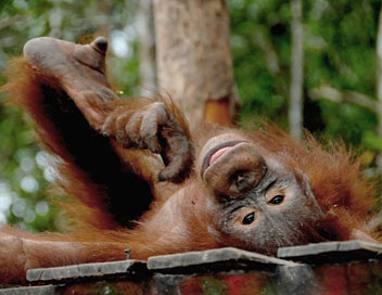 Une le pour les orangs-outans - L'heure de la sieste