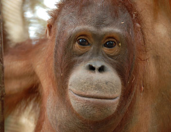 Une le pour les orangs-outans - Le retour de Togar
