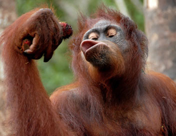 Une le pour les orangs-outans - Un mal mystrieux