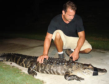 Animal Extractors - Double dose d'alligator