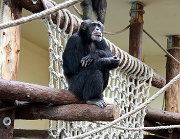 360-GEO - L'homme qui murmurait  l'oreille des chimpanzs