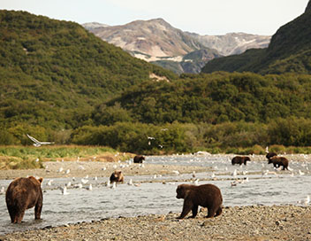 Ours d'Alaska - Les seigneurs de l'Arctique