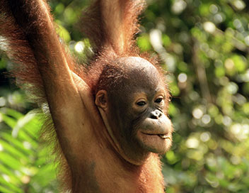 Extinctions - L'orang-outan