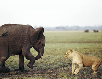 Grandeurs nature - Lions contre lphants d'Afrique : le choc des titans