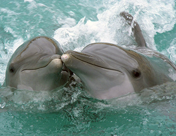 Nous, les bbs animaux - Les dauphins