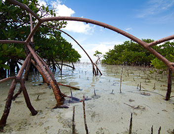 La splendeur des Bahamas - Mangroves