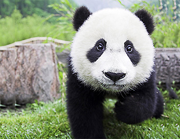 Nous, les bbs animaux - Les pandas