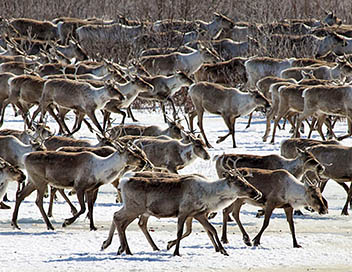 Grandeurs nature - Caribous : migration en Arctique