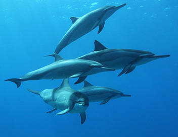 Thalassa - Dauphins, le grand spectacle !
