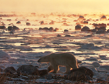 Au coeur du monde arctique - La taga