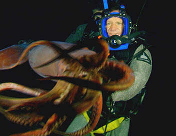 Mission monstres marins - Plonge avec le calamar gant