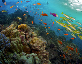Les mystres de la Barrire de corail - Les cratures du rcif