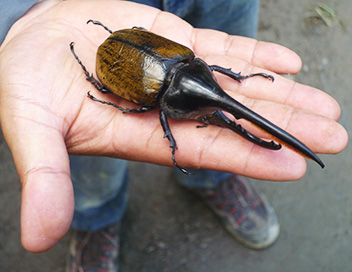 360-GEO - Trafic d'insectes en Bolivie
