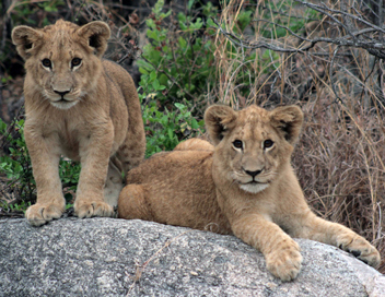 Devenir lion - Tout commence  Antelope Park