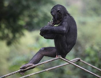 Une saison chez les bonobos