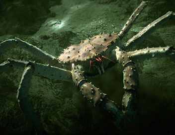Conqurants - Le crabe royal