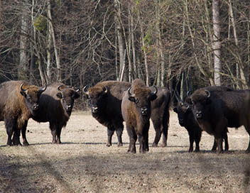 Aventures en terre animale - Le bison de Pologne