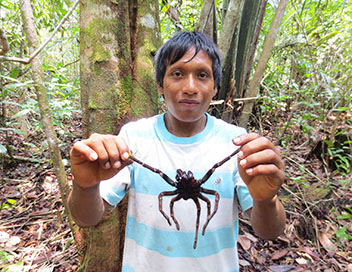 360-GEO - Venezuela, chasseurs de mygales