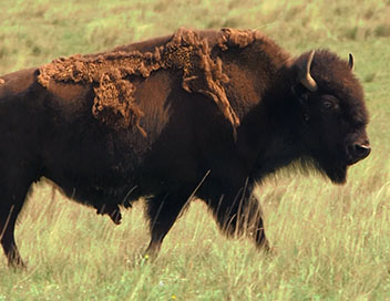 Voyage aux Amriques - Blackfeet et bisons dans le Montana